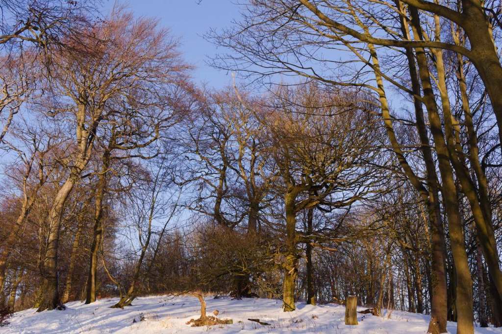 Letham Woods