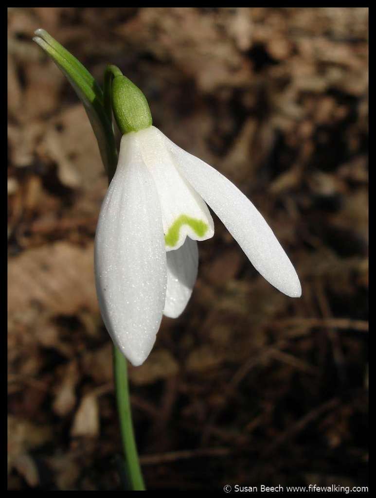 Aberdour Snowdrop