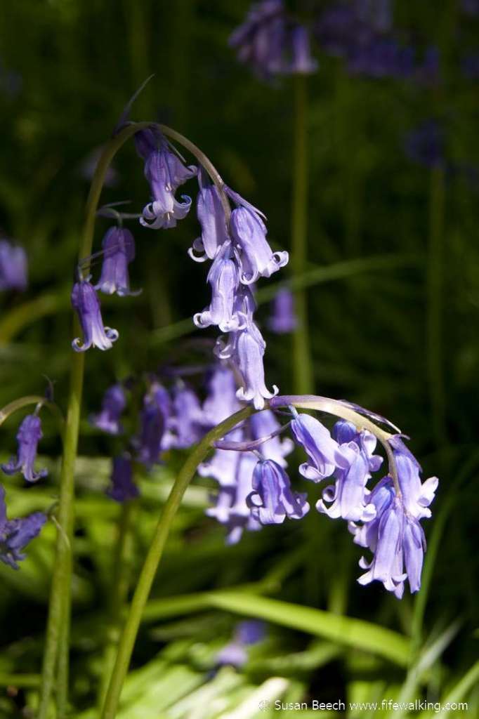 Cullaloe Bluebells