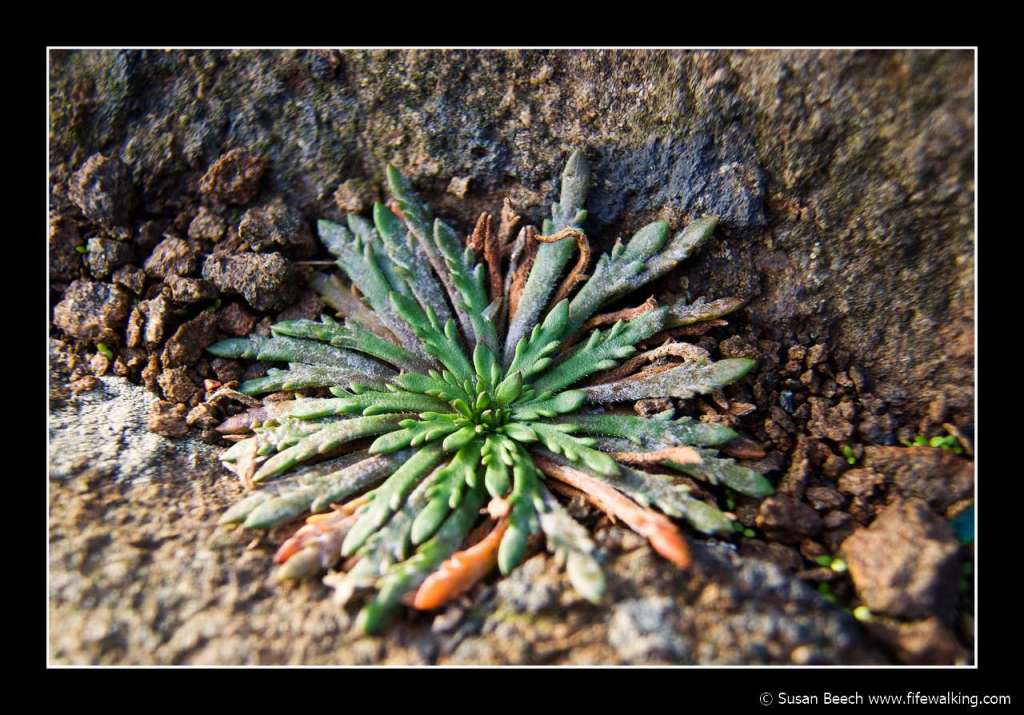 Downing Point, Dalgety Bay