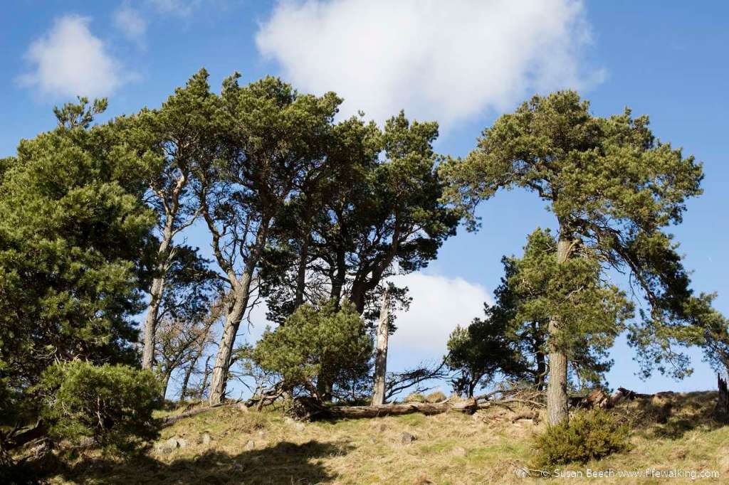 Dunearn Hill, Burntisland