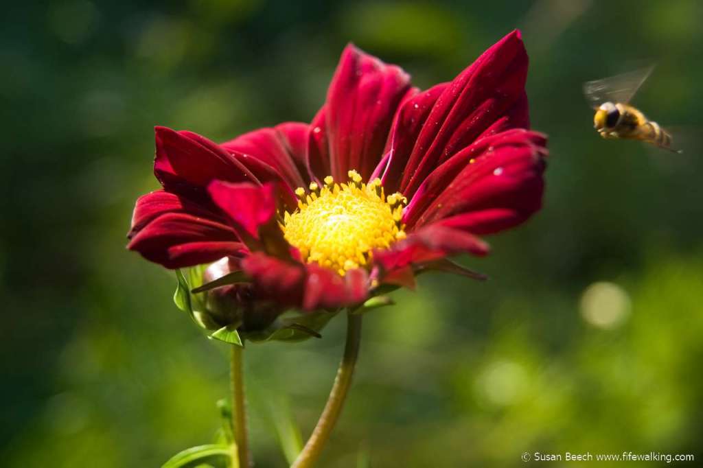 Aberdour wild flowers