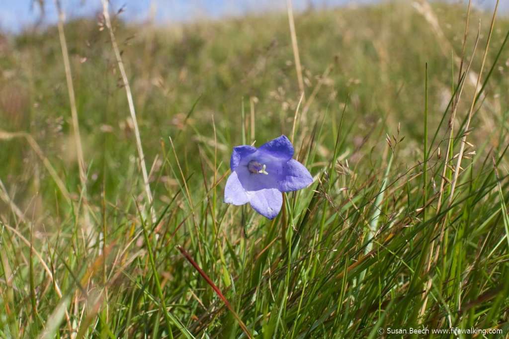 Harebell (Scottish bluebell), East Lomond