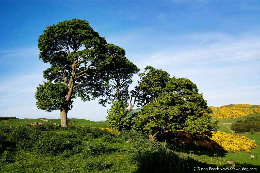 Humbie Woods, Aberdour