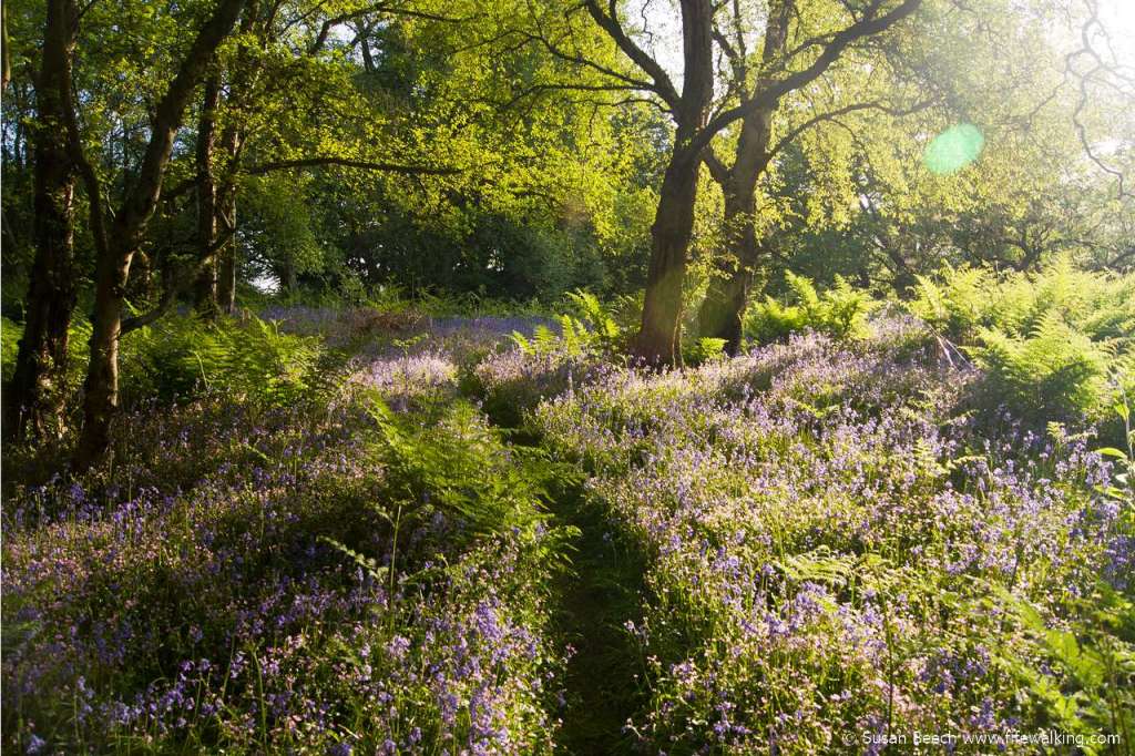 Humbie Woods, Aberdour