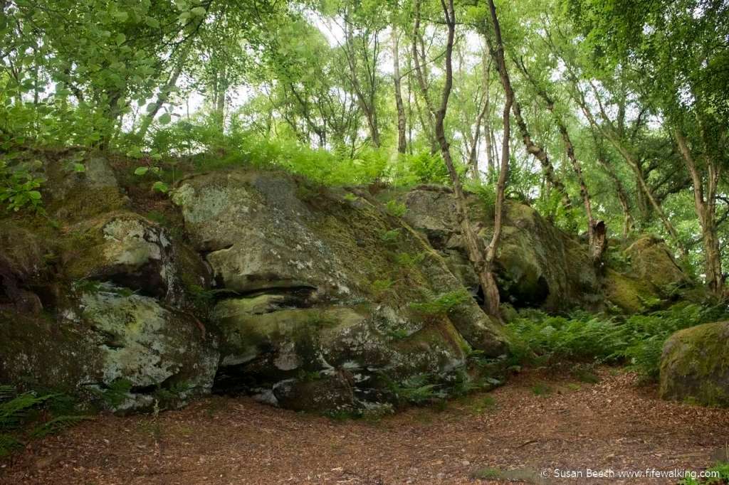 Humbie Woods, Aberdour