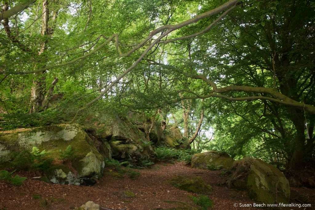 Humbie Woods, Aberdour