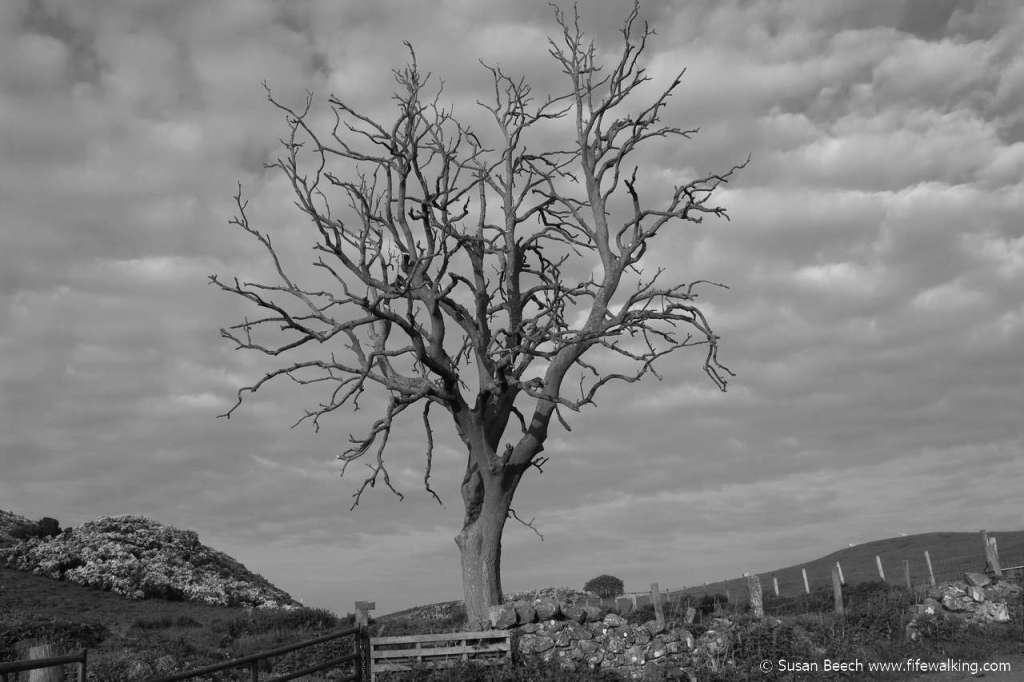 Humbie Woods, Aberdour