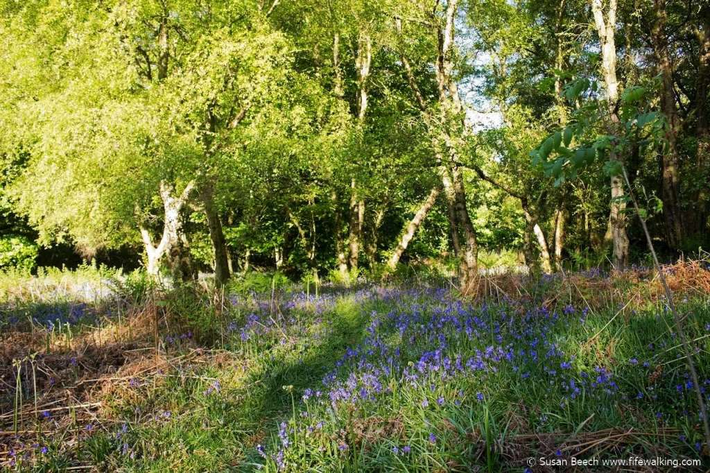 Humbie Woods, Aberdour