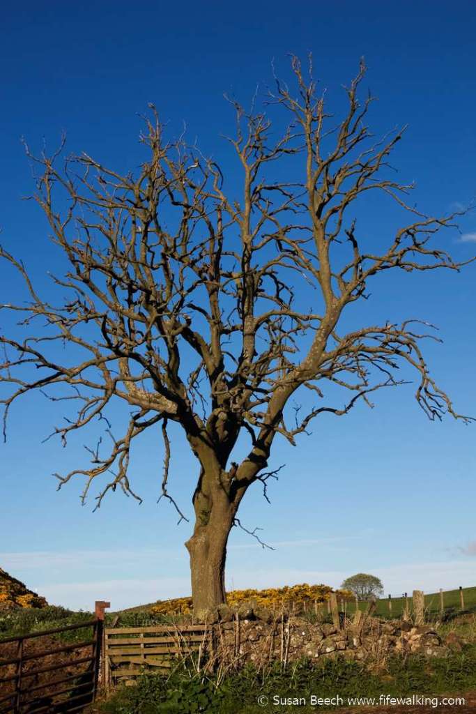 Humbie Woods, Aberdour