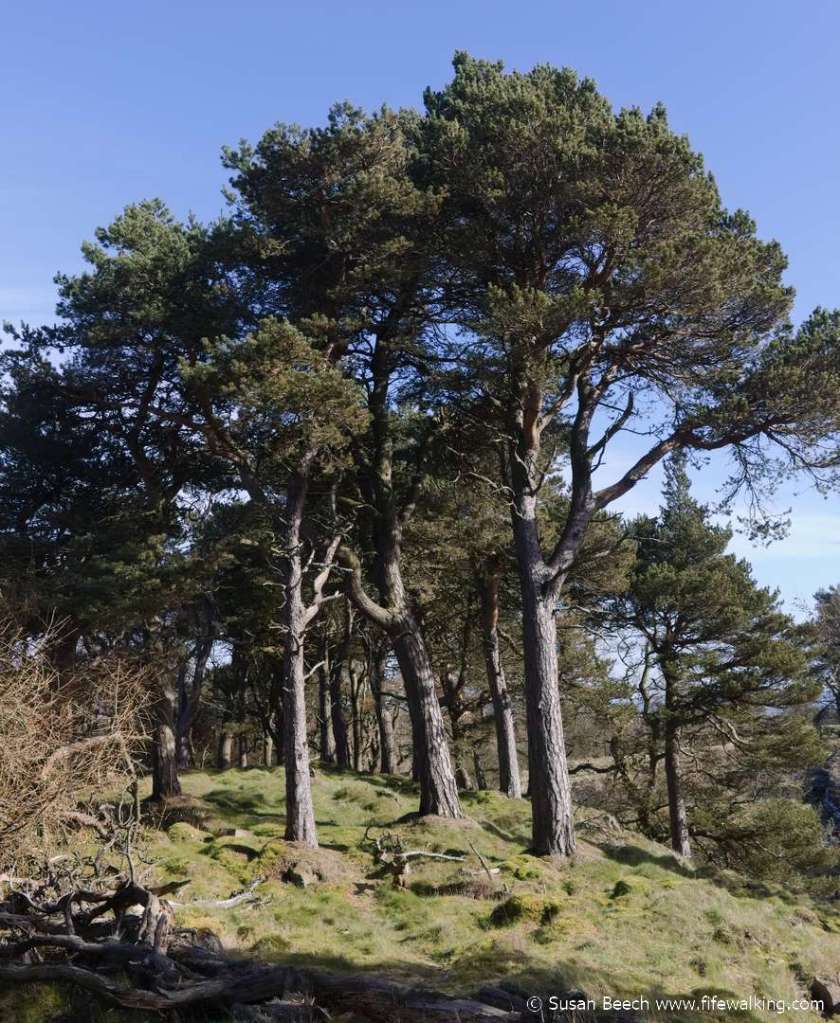 Dunearn Hill, Burntisland