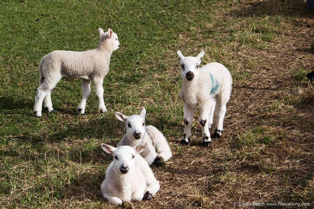 Spring lambs near Windygates