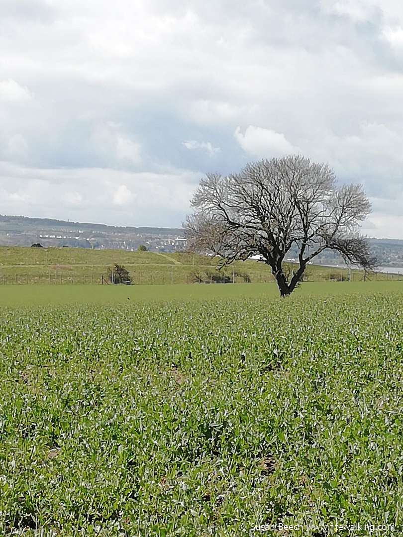 Kinniny Braes (Crombie Point) - inaccessible