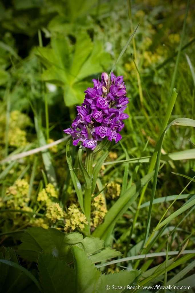 Orchid, East Lomond slopes