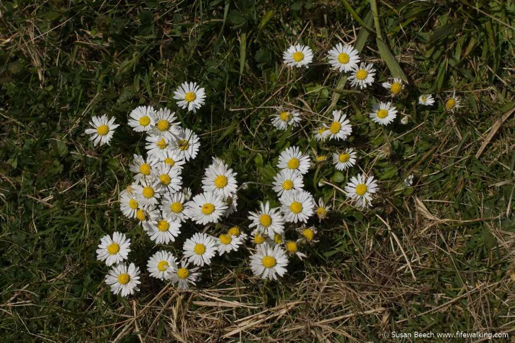 Daisies