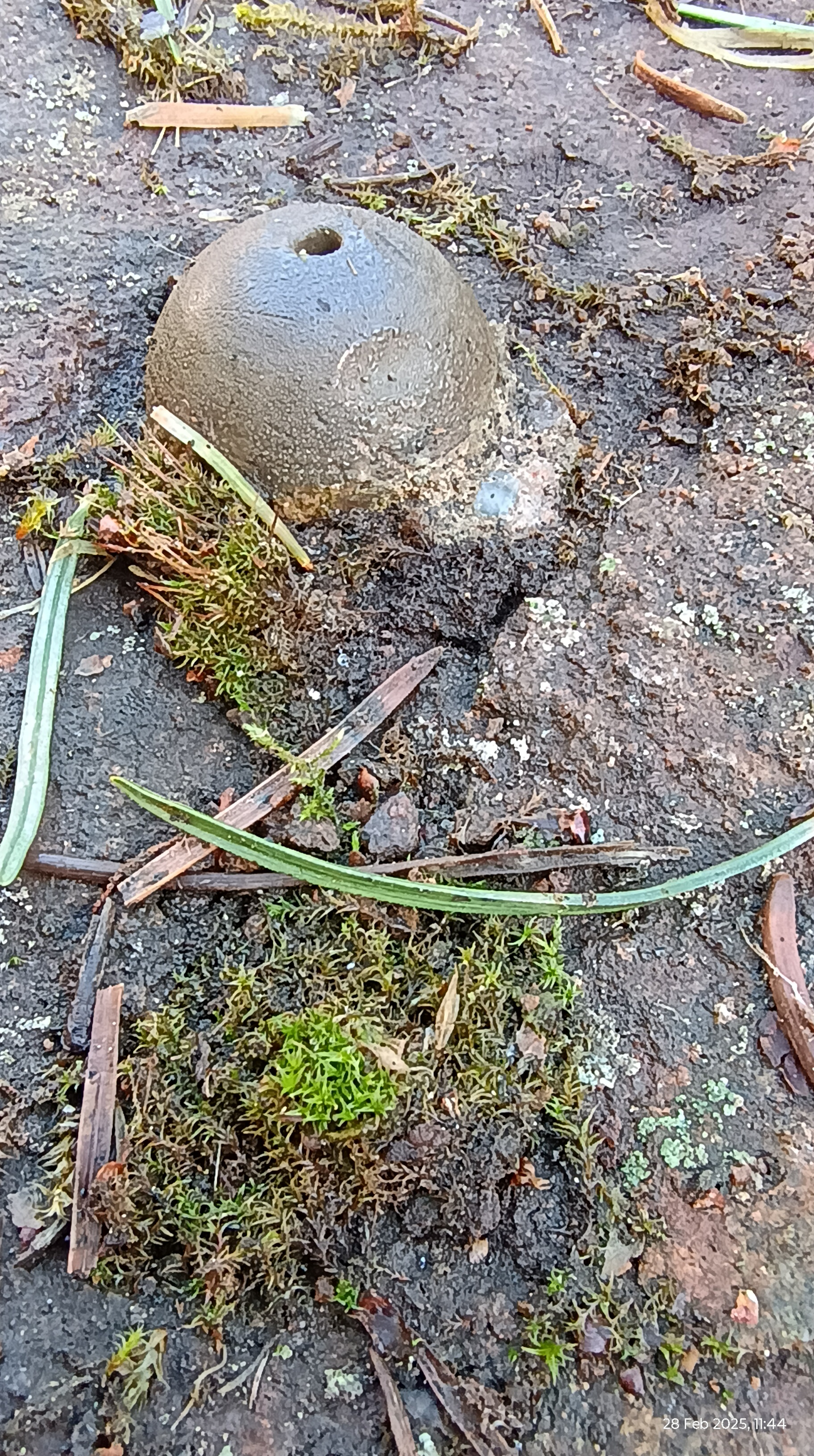Goatmilk Hill (Glenrothes) trig point bolt